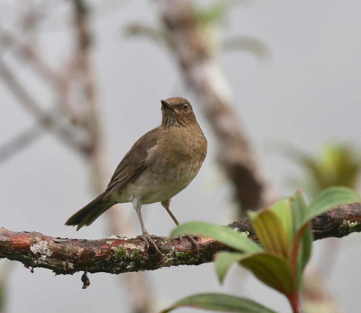 Black-billed Thrush - ML637751052