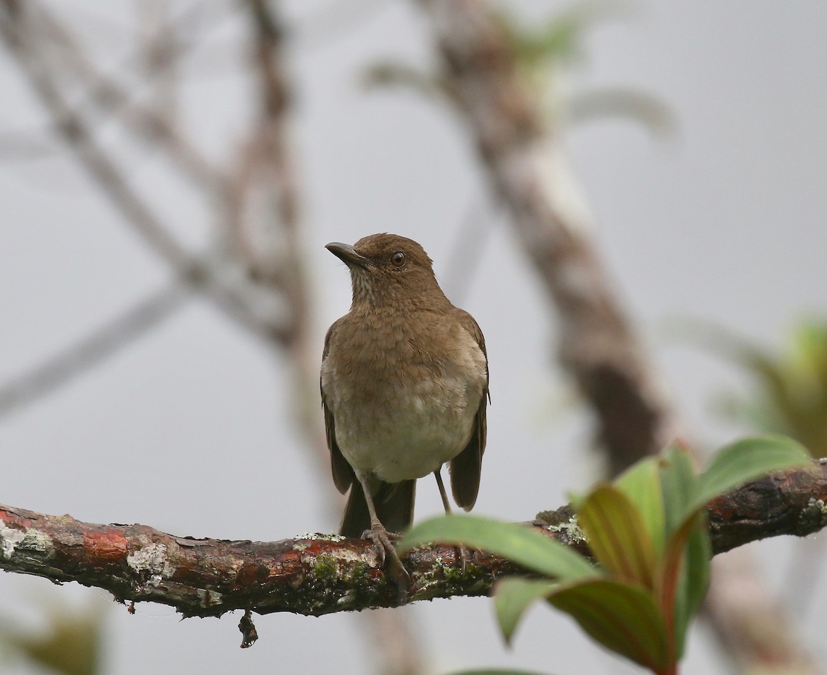 Black-billed Thrush - ML637751053