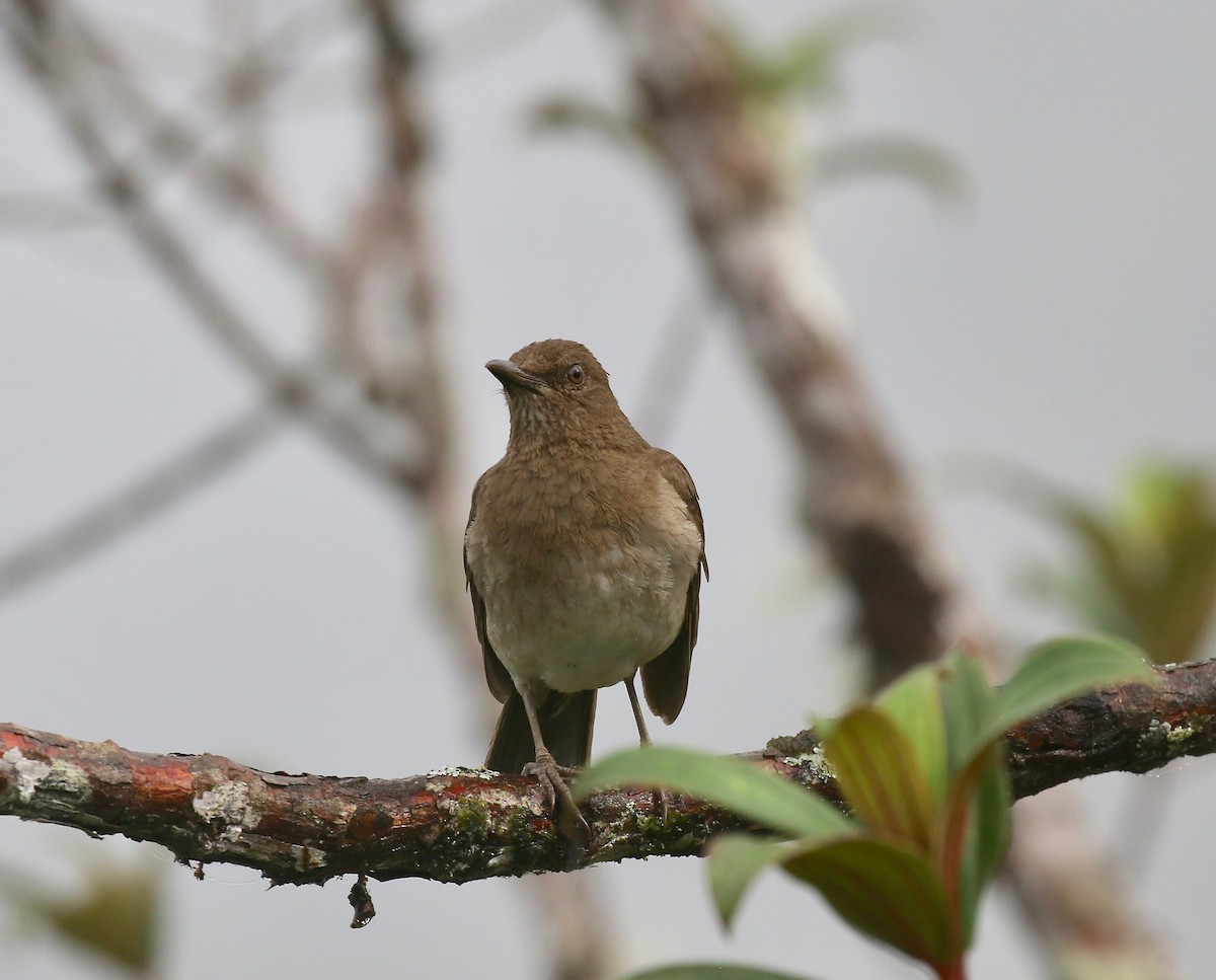 Black-billed Thrush - ML637751054