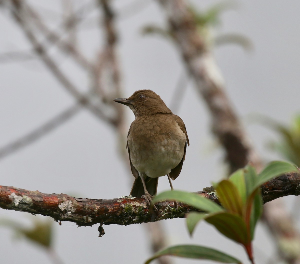 Black-billed Thrush - ML637751056