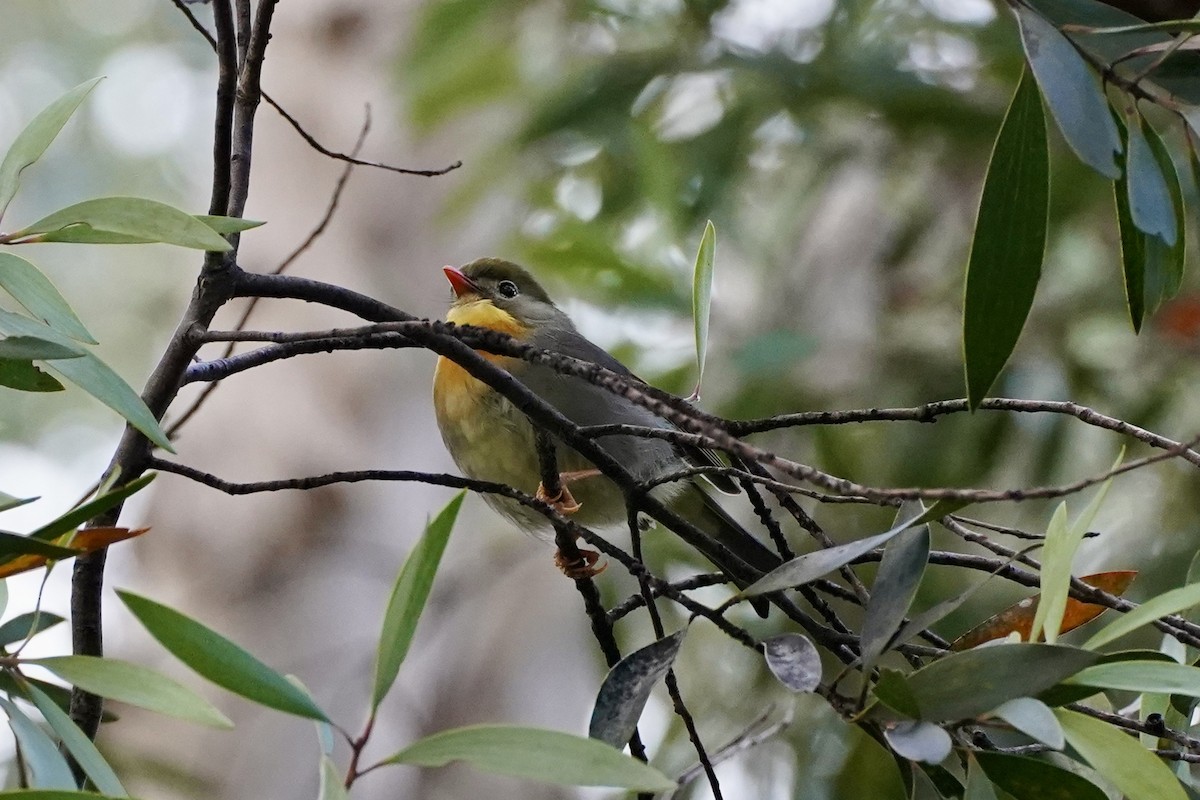 紅嘴相思鳥 - ML637751058