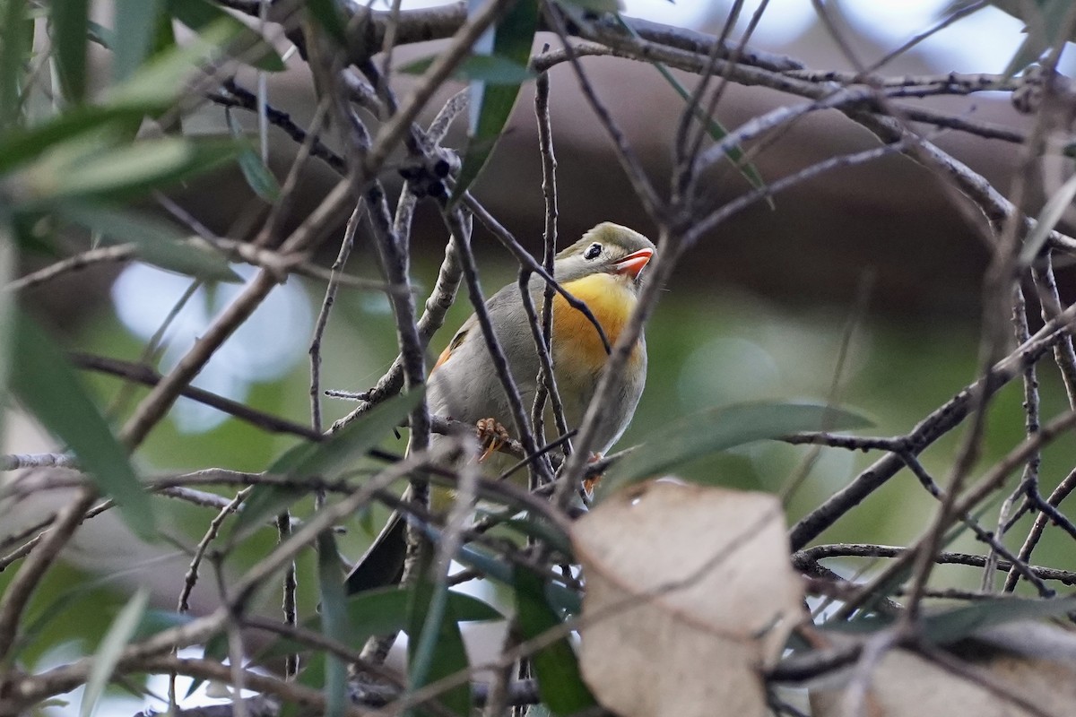 紅嘴相思鳥 - ML637751059