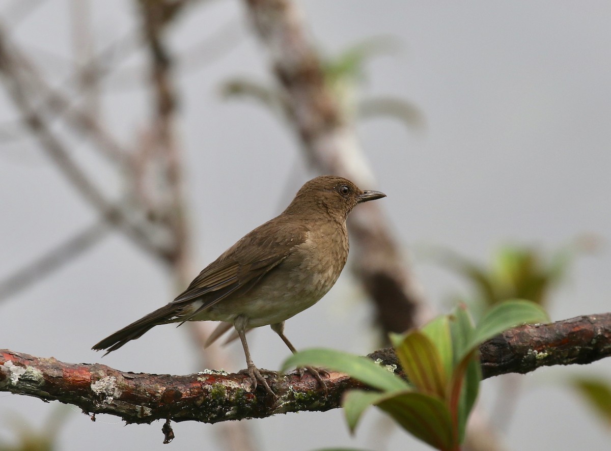 Black-billed Thrush - ML637751060