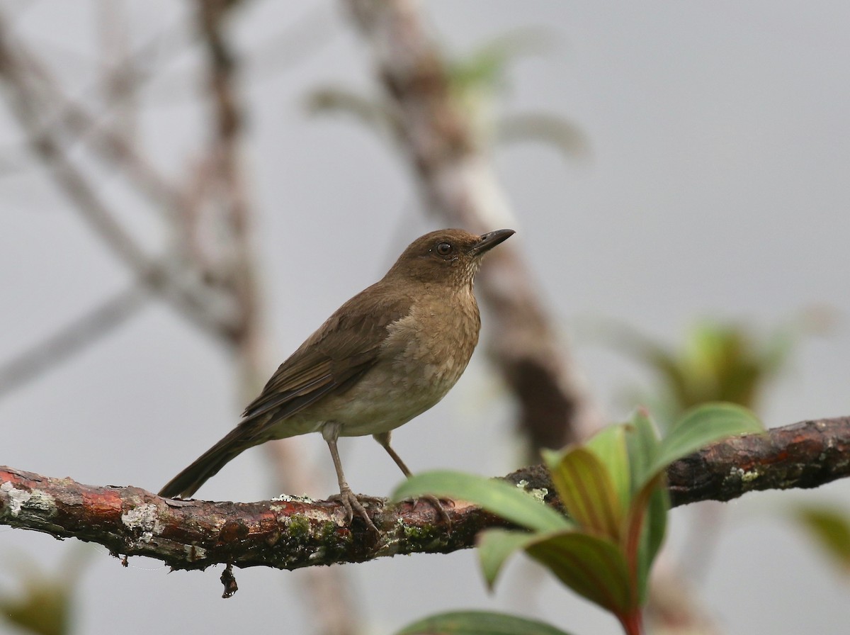 Black-billed Thrush - ML637751061