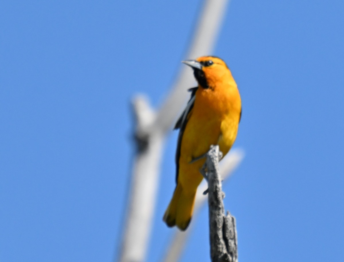 Bullock's Oriole - ML637751062