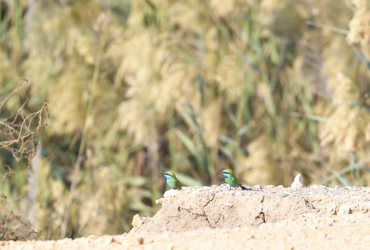 Arabian Green Bee-eater - ML637751063