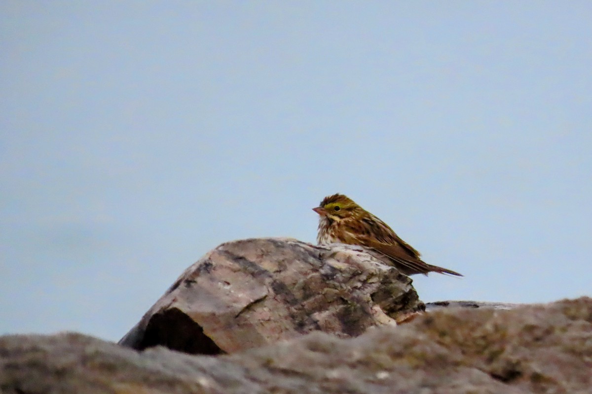 稀樹草鵐 - ML637751065