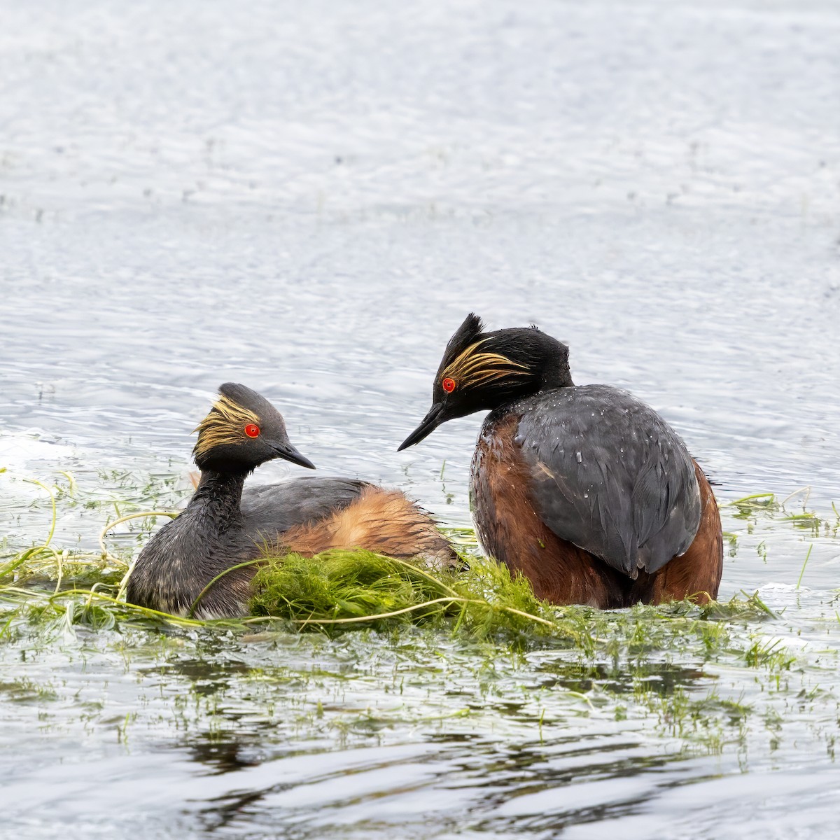 Eared Grebe - ML637751113