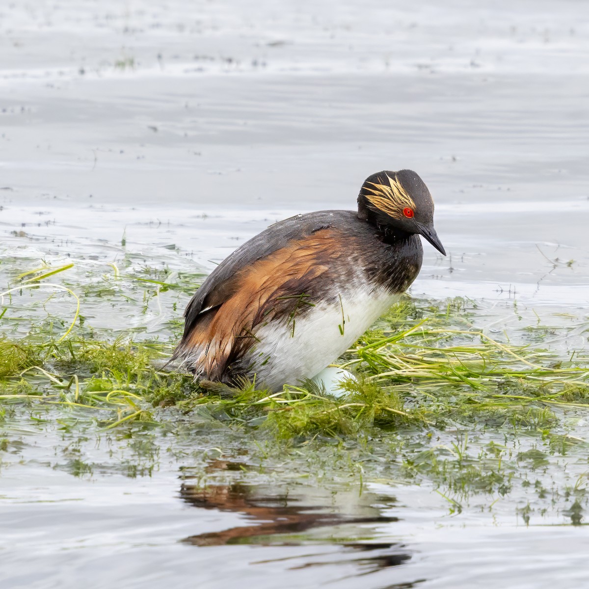 Eared Grebe - ML637751114