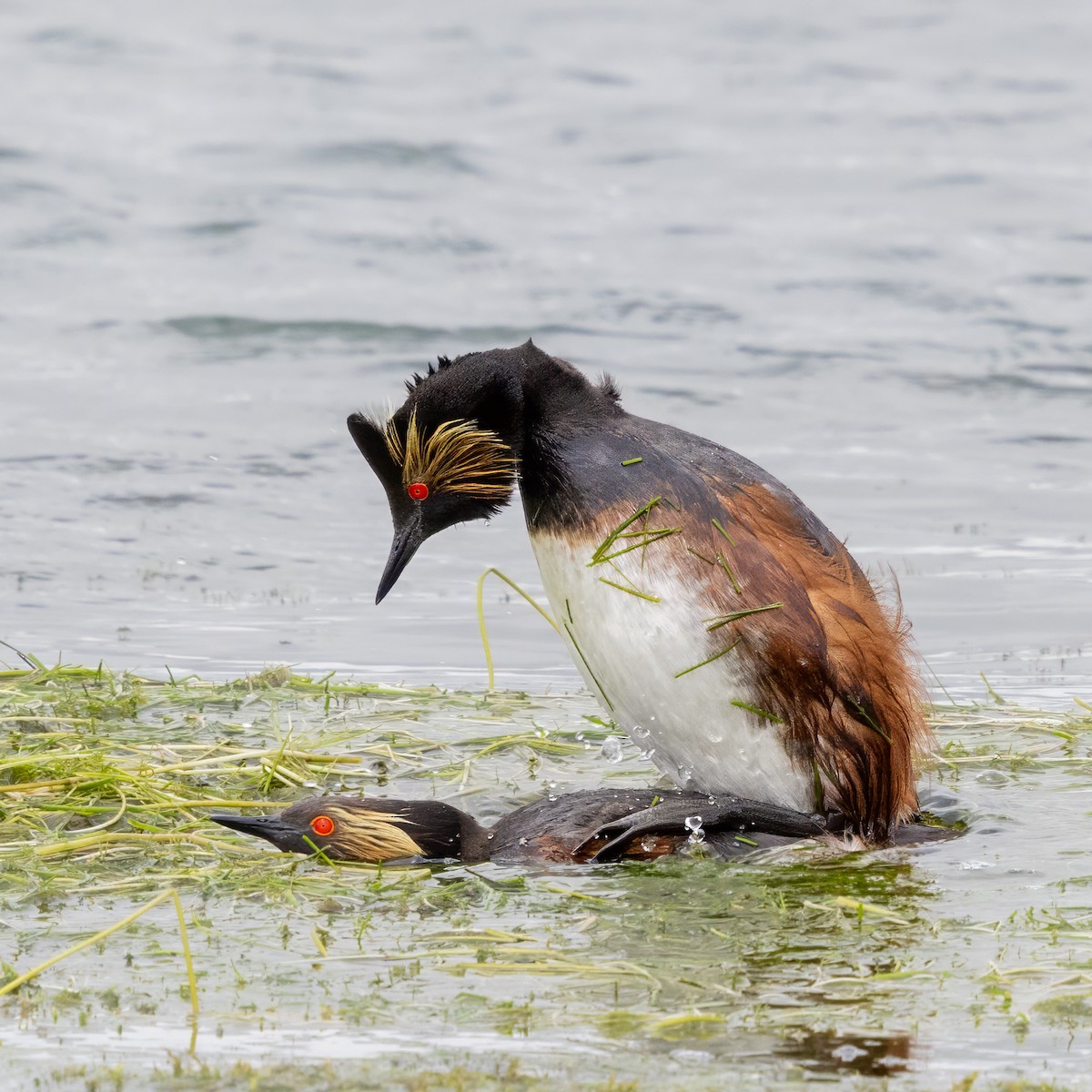 Eared Grebe - ML637751115