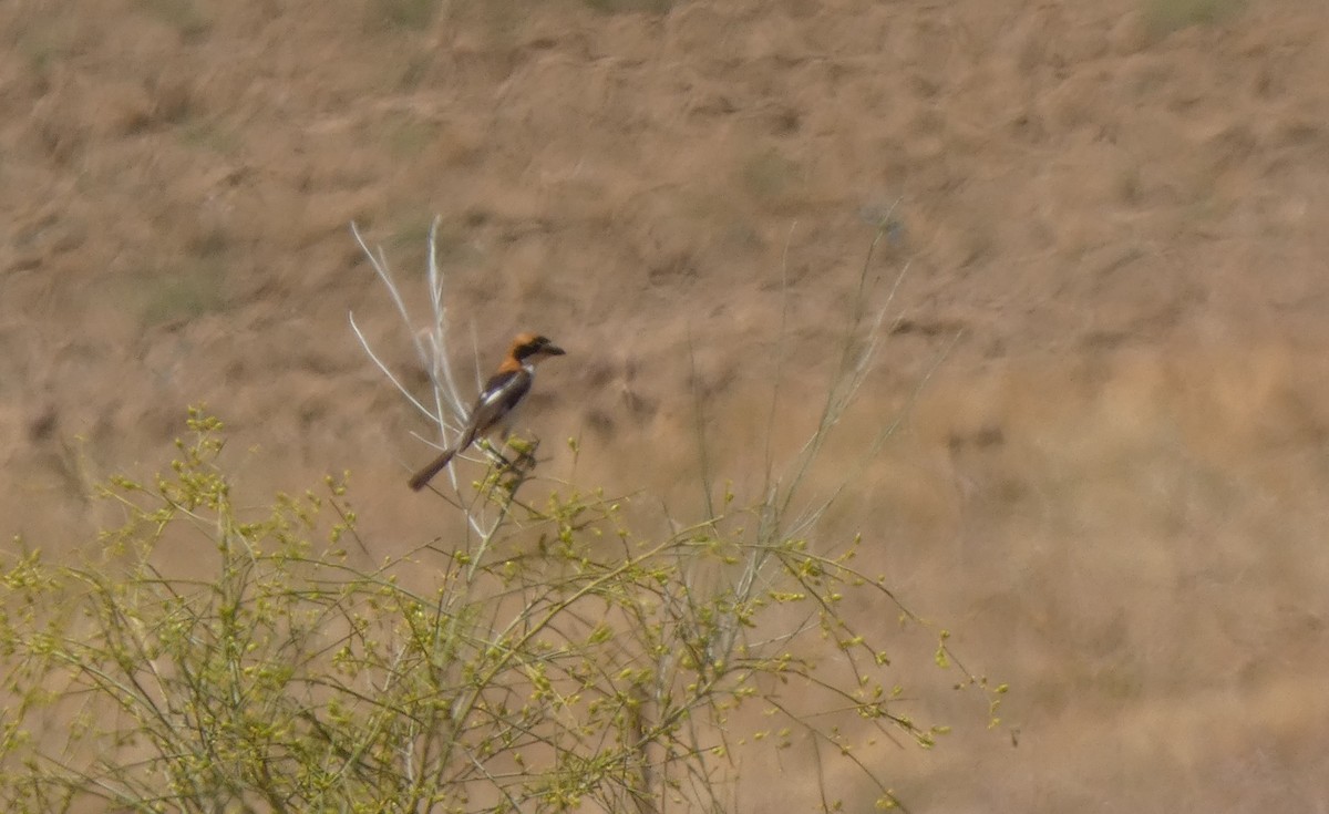 Woodchat Shrike - ML637751175