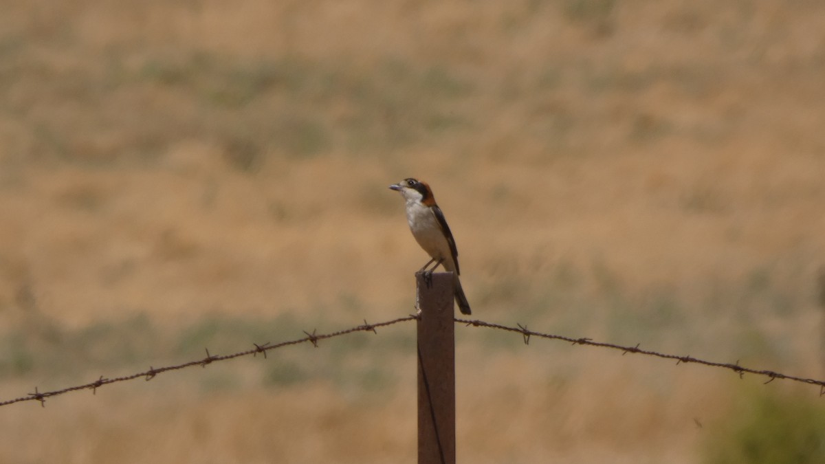 Woodchat Shrike - ML637751176
