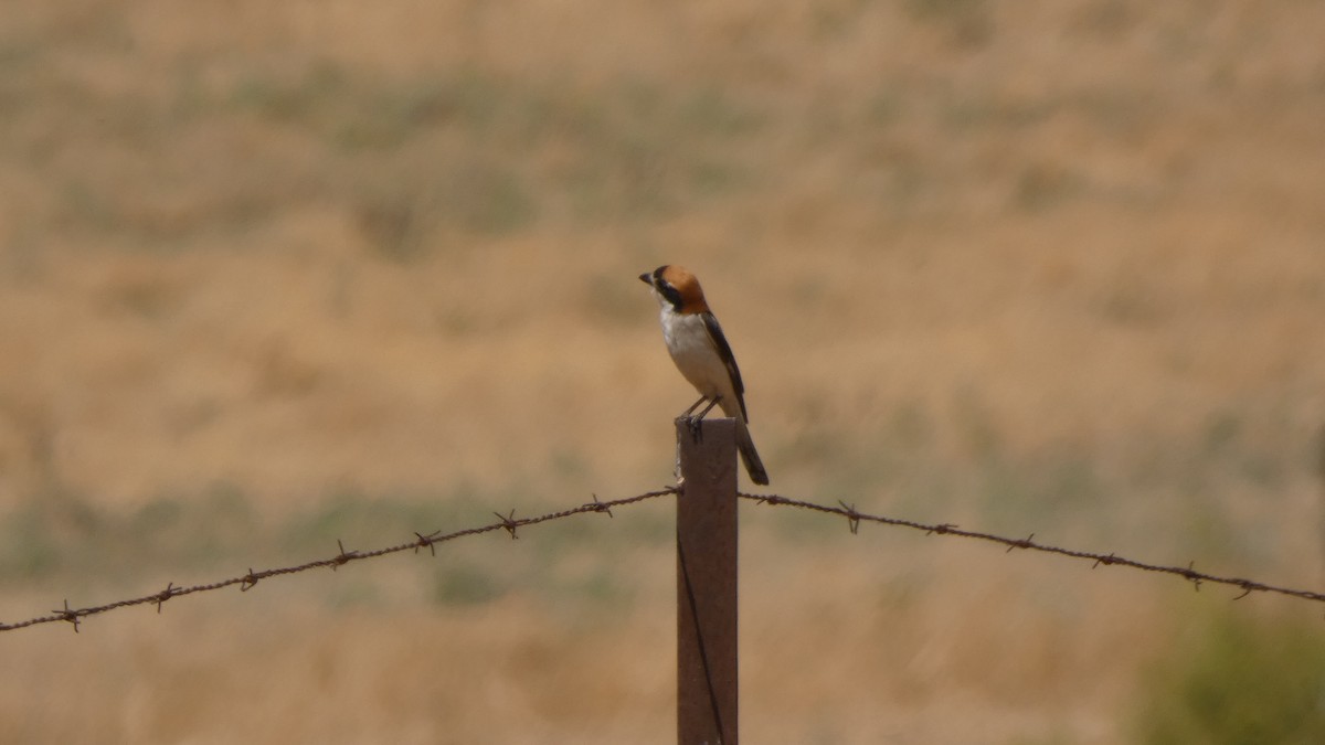 Woodchat Shrike - ML637751177