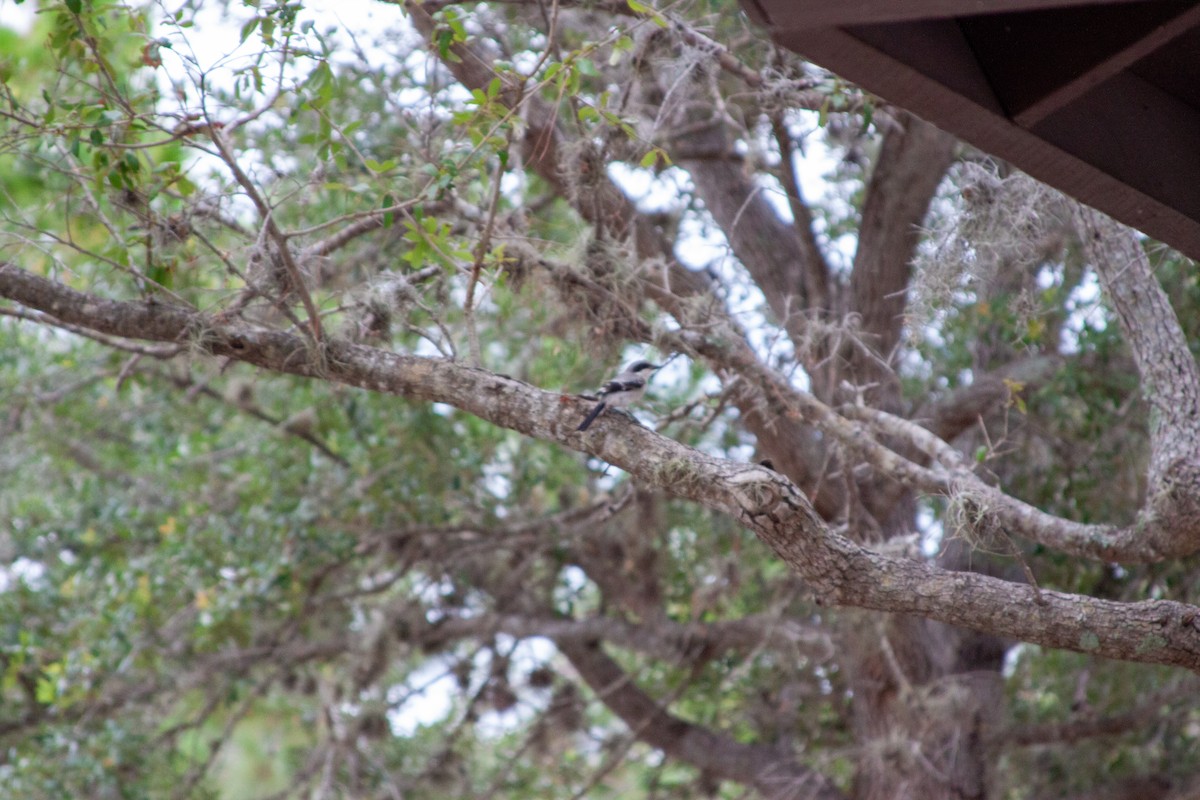 Loggerhead Shrike - ML637751228