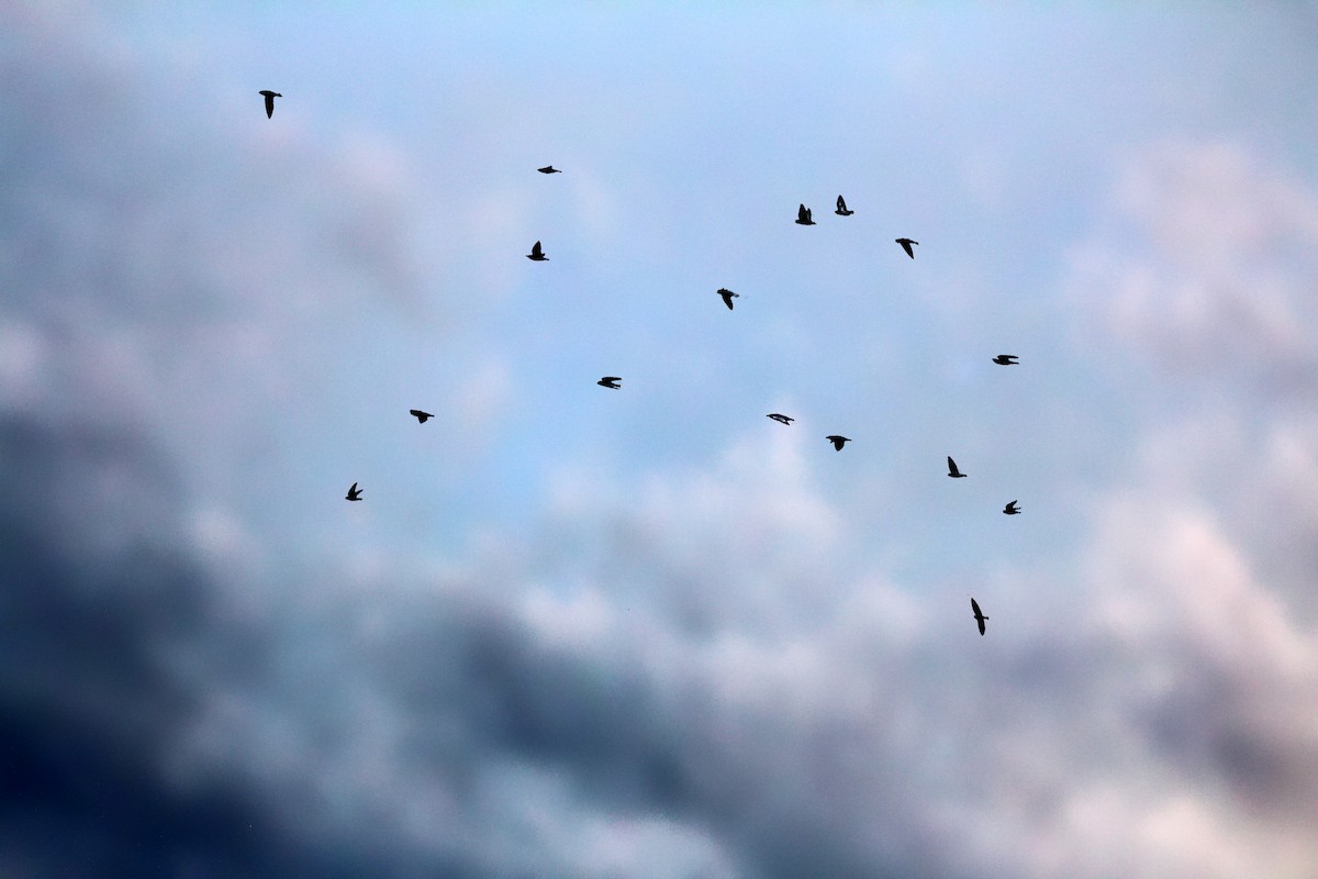 Golondrina Bicolor - ML637751237