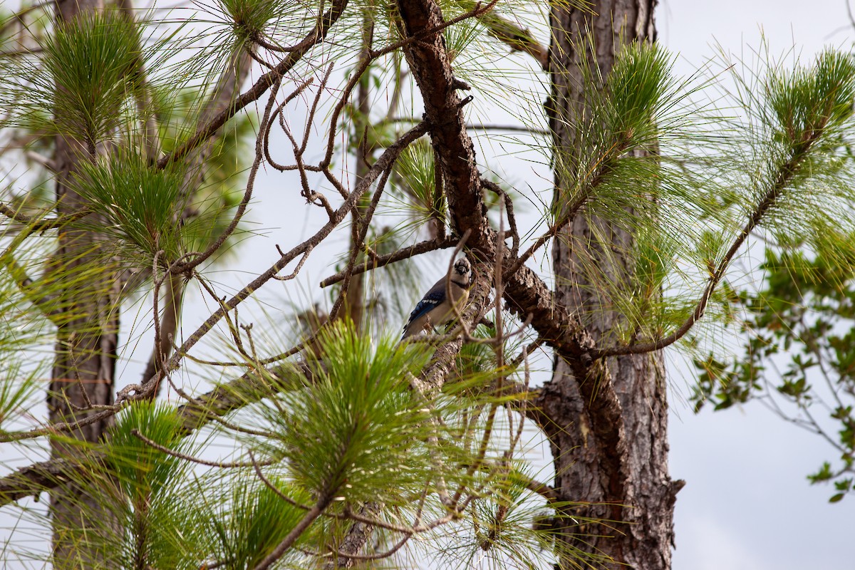 Blue Jay - ML637751244