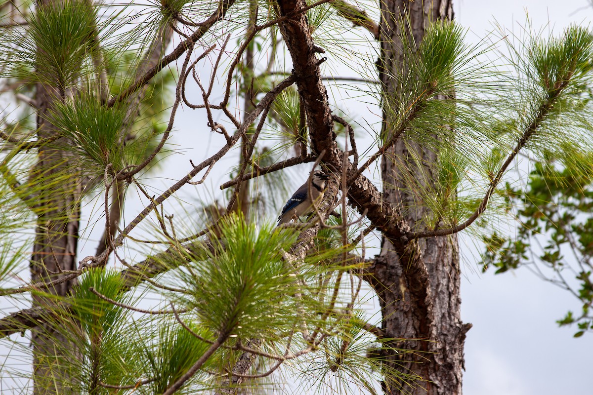 Blue Jay - ML637751245