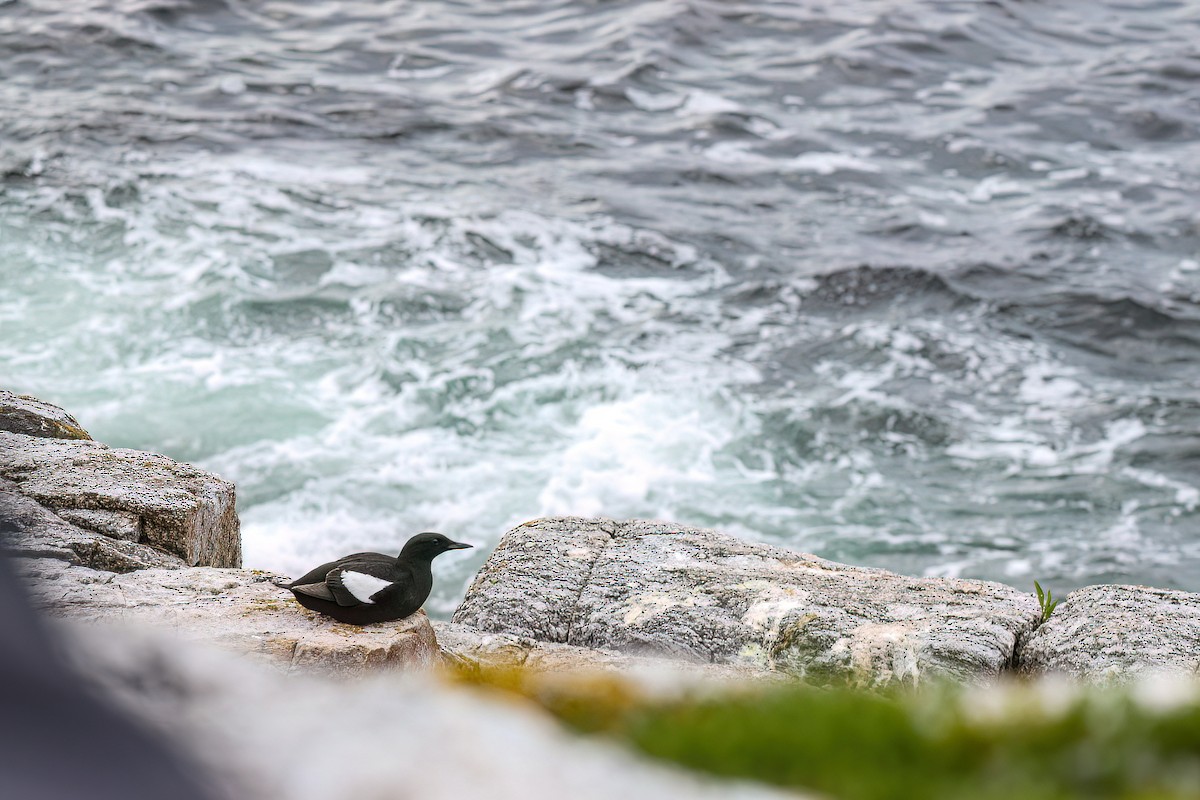 Black Guillemot - ML637751258