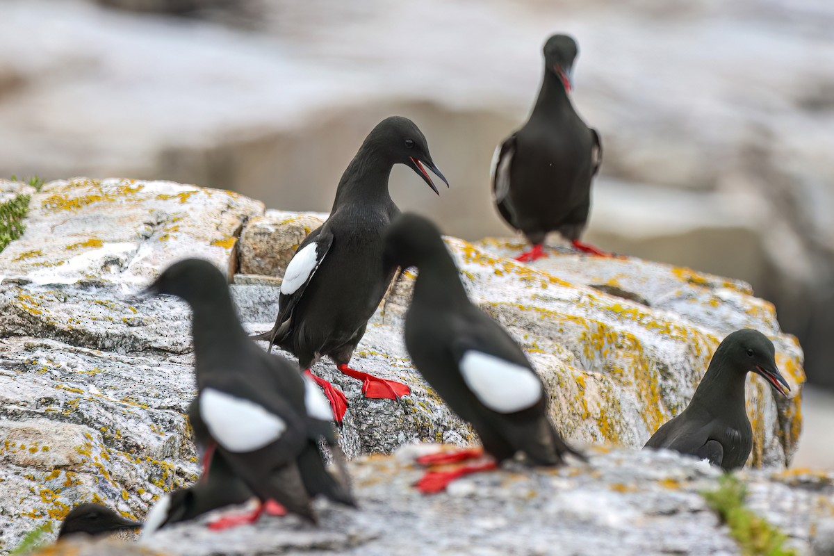 Black Guillemot - ML637751259