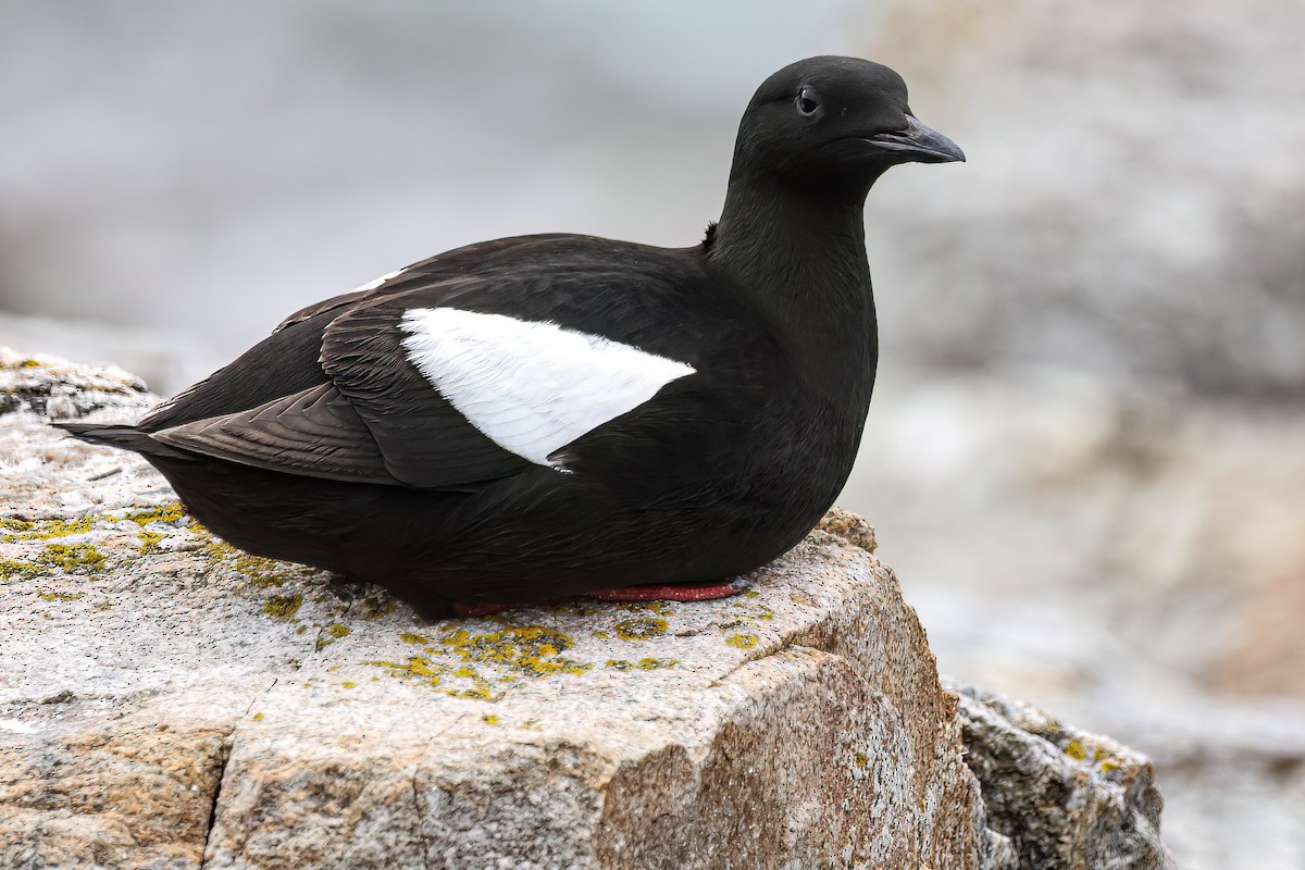 Black Guillemot - ML637751260