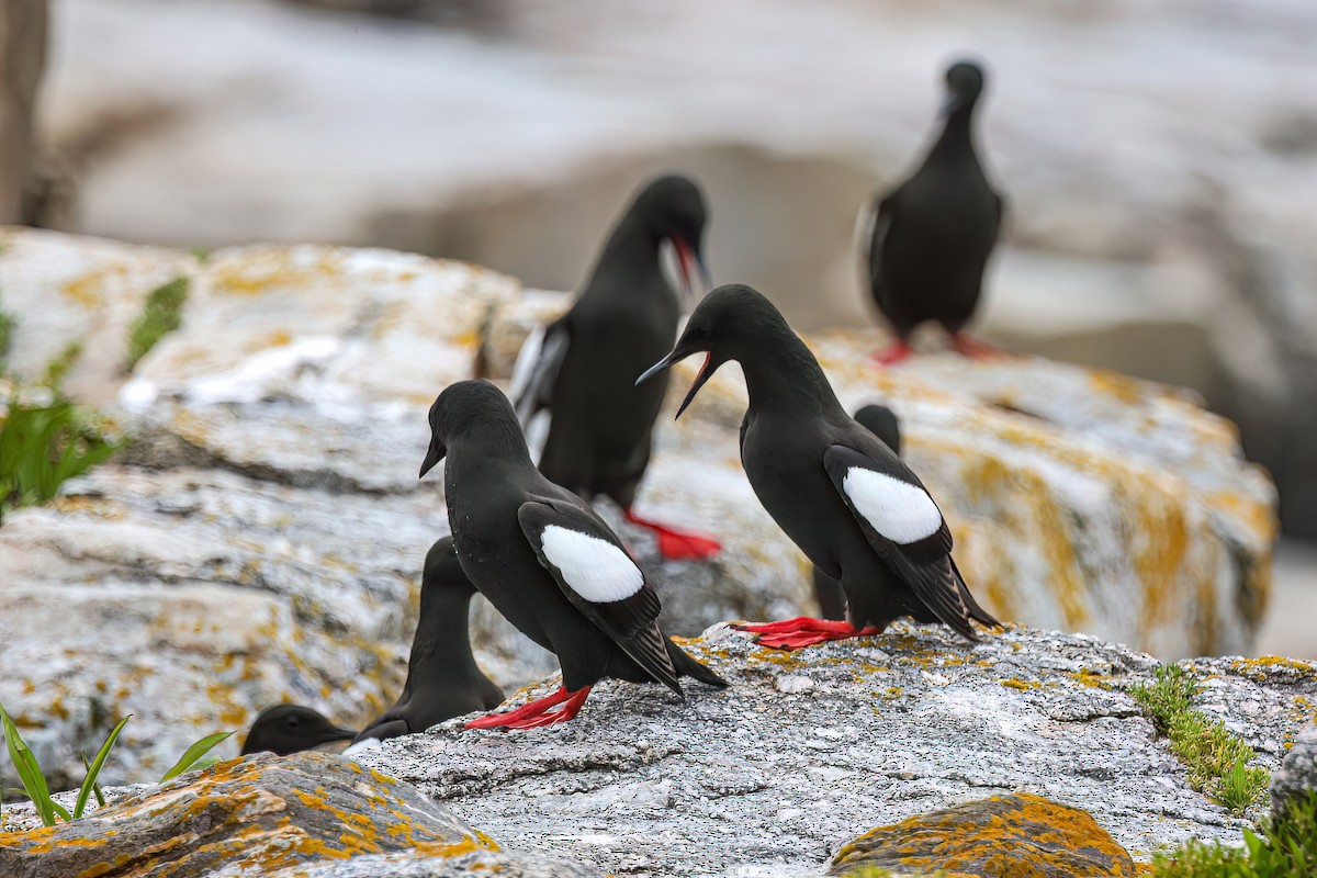 Black Guillemot - ML637751261
