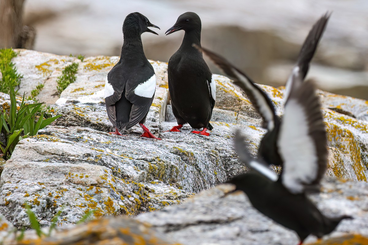 Black Guillemot - ML637751262