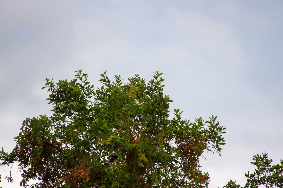 Red-winged Blackbird - ML637751266