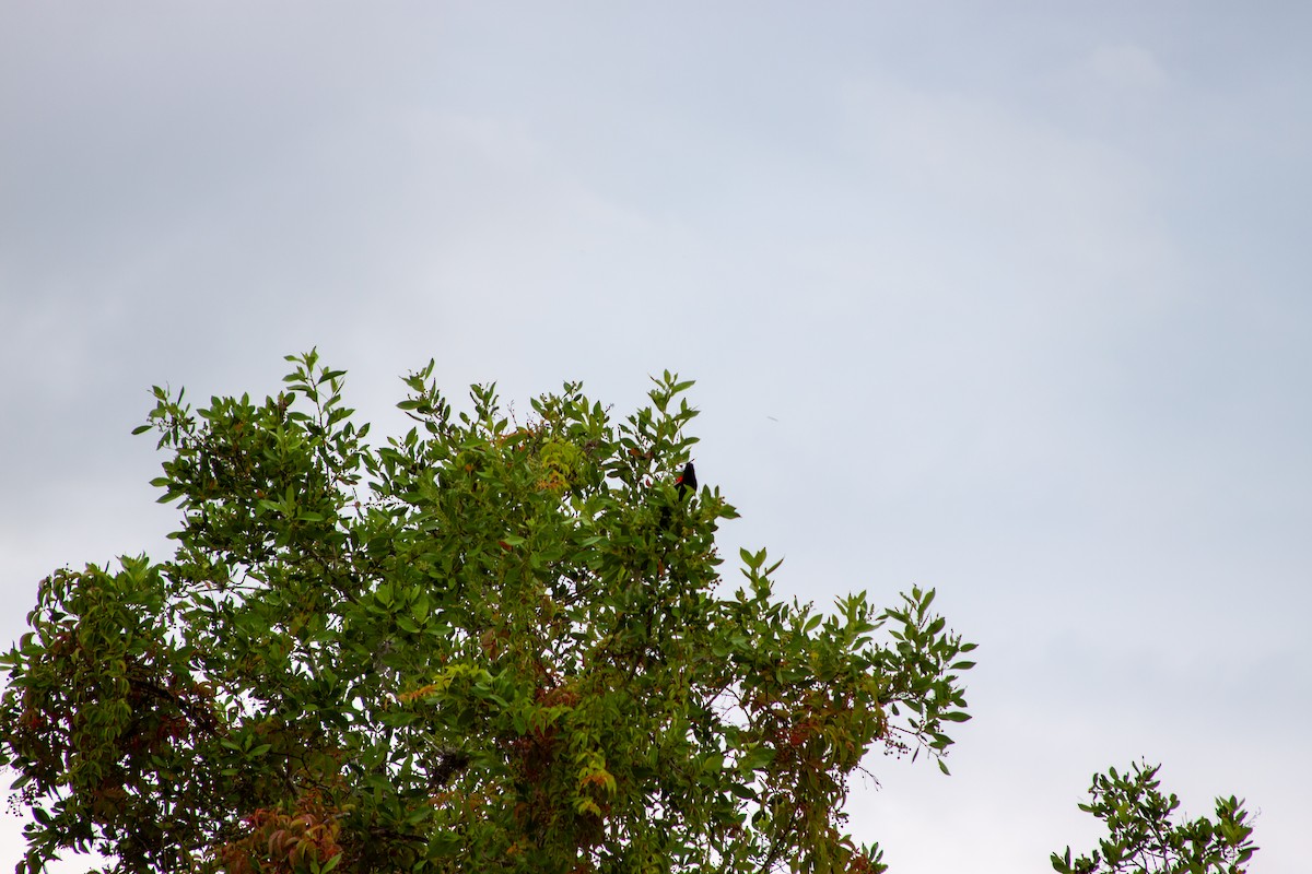 Red-winged Blackbird - ML637751267