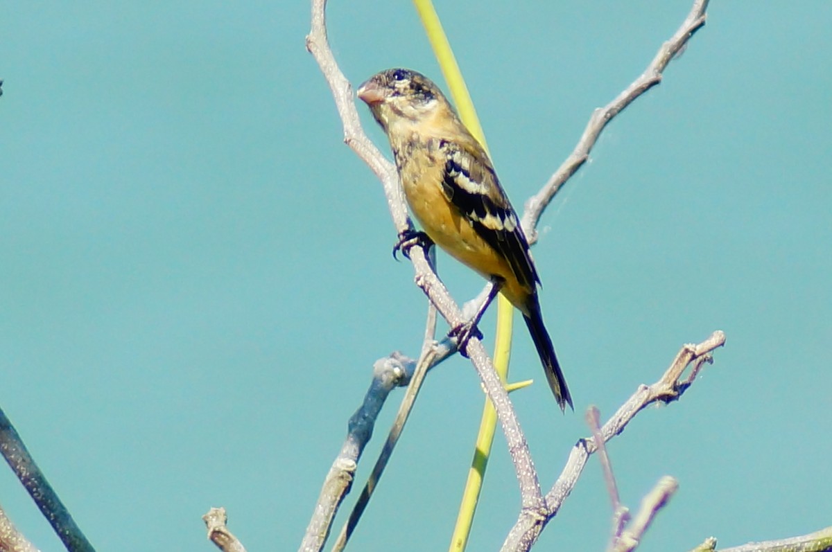 Morelet's Seedeater - ML637751269