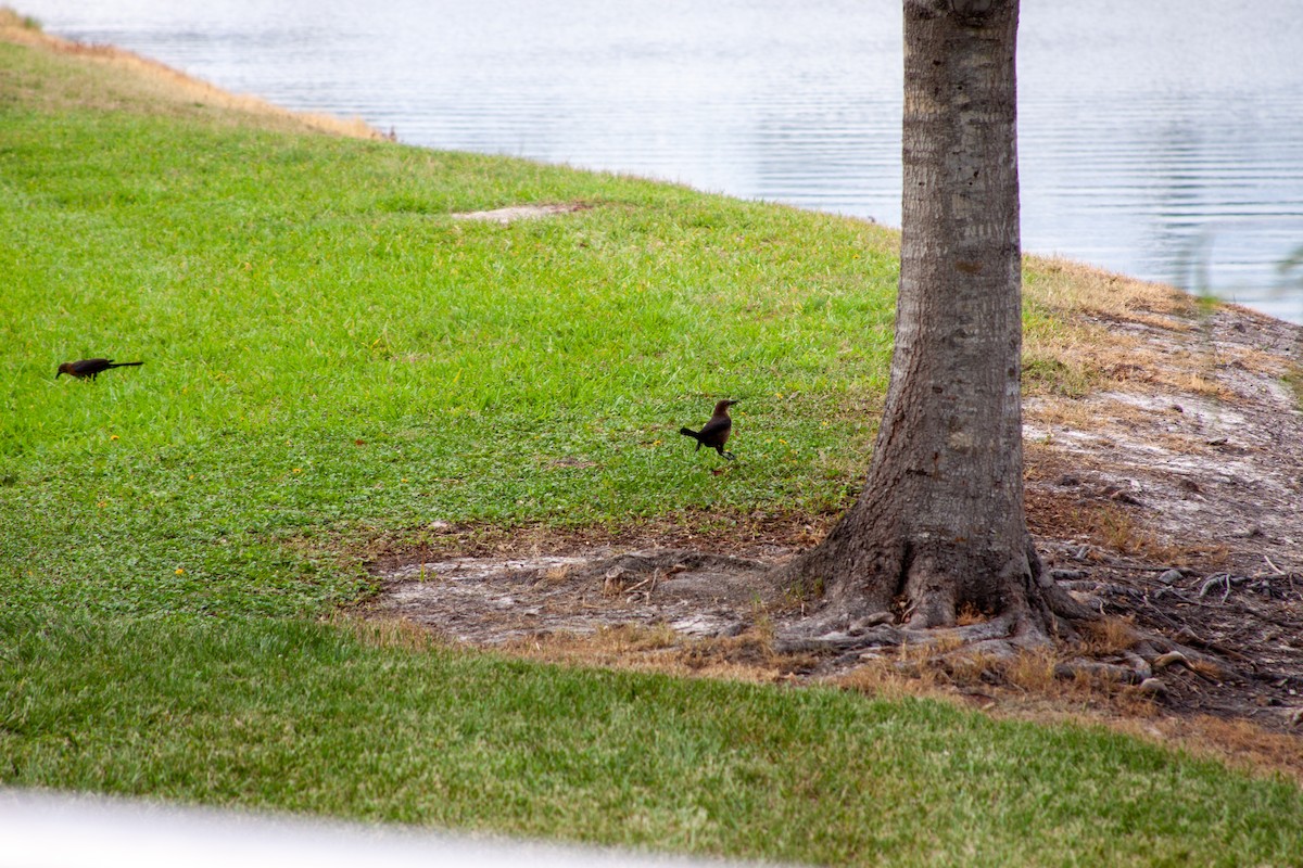 Boat-tailed Grackle - ML637751270