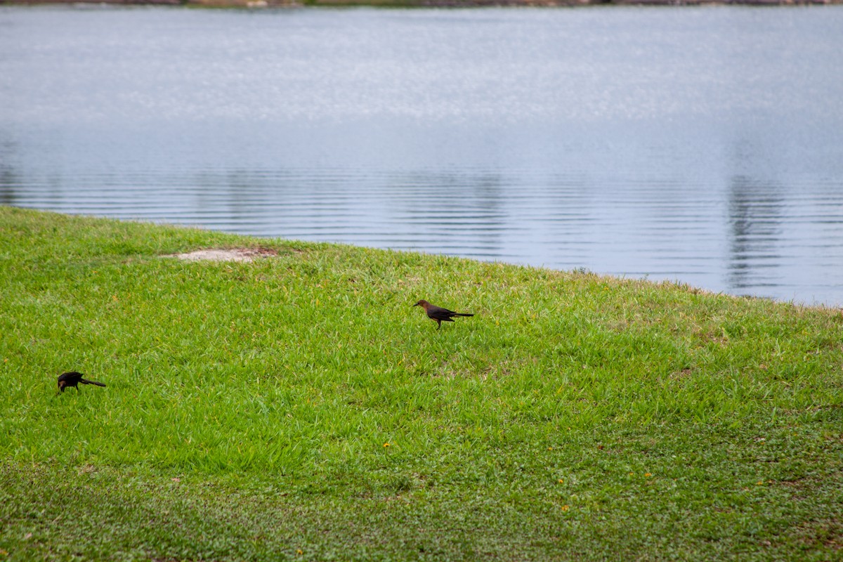 Boat-tailed Grackle - ML637751271