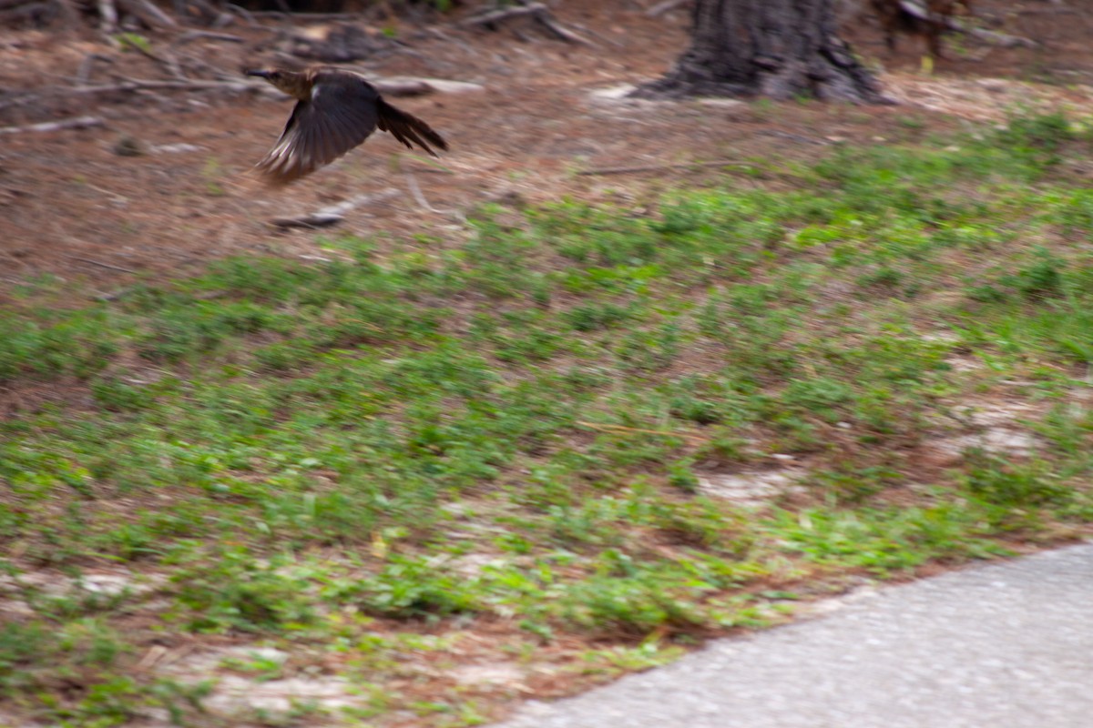 Boat-tailed Grackle - ML637751272