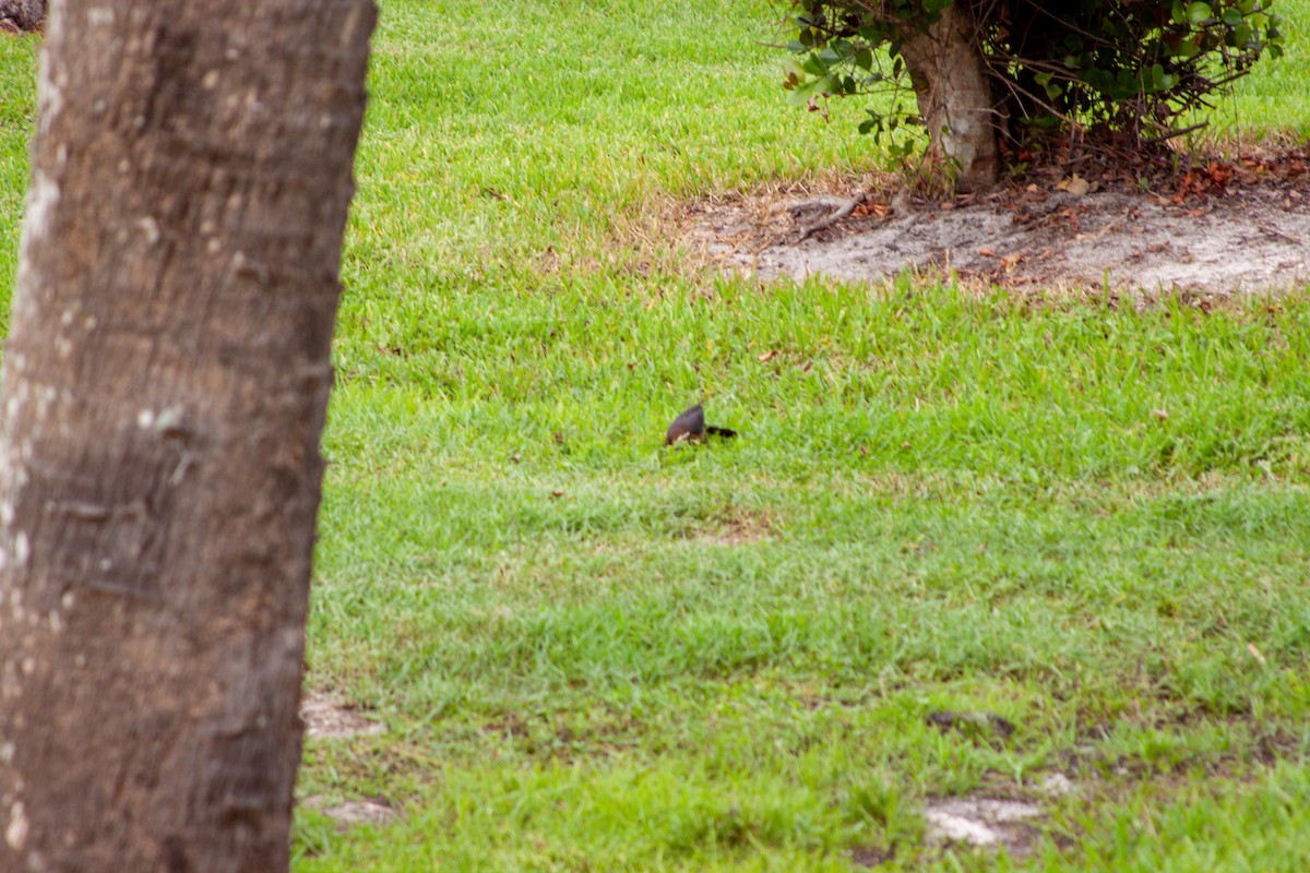 Boat-tailed Grackle - ML637751273