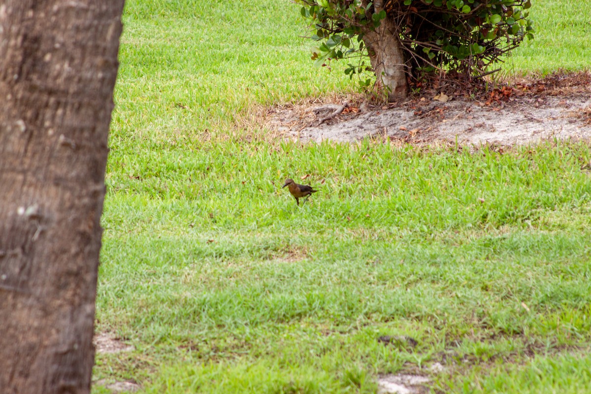 Boat-tailed Grackle - ML637751274