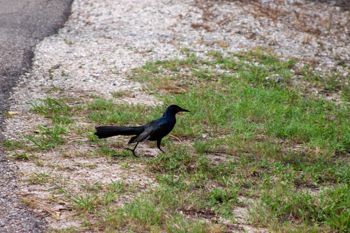 Boat-tailed Grackle - ML637751275