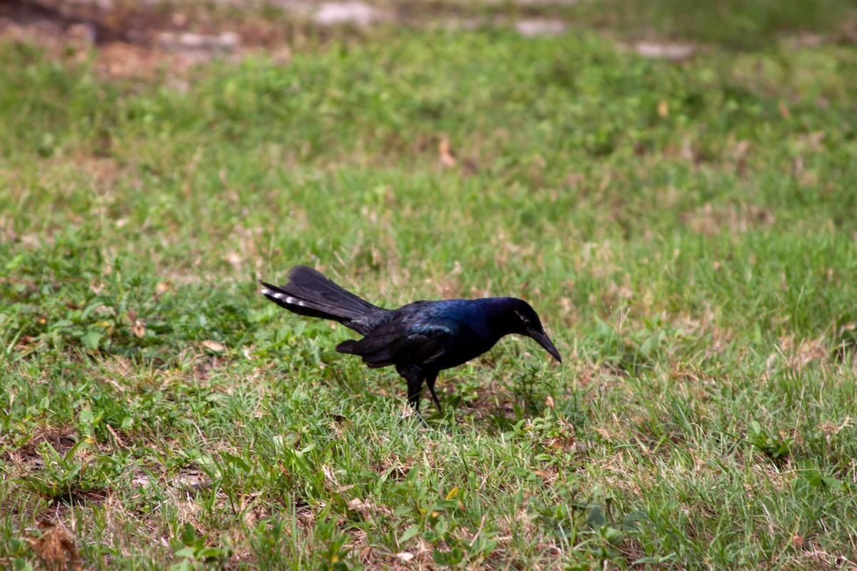Boat-tailed Grackle - ML637751276