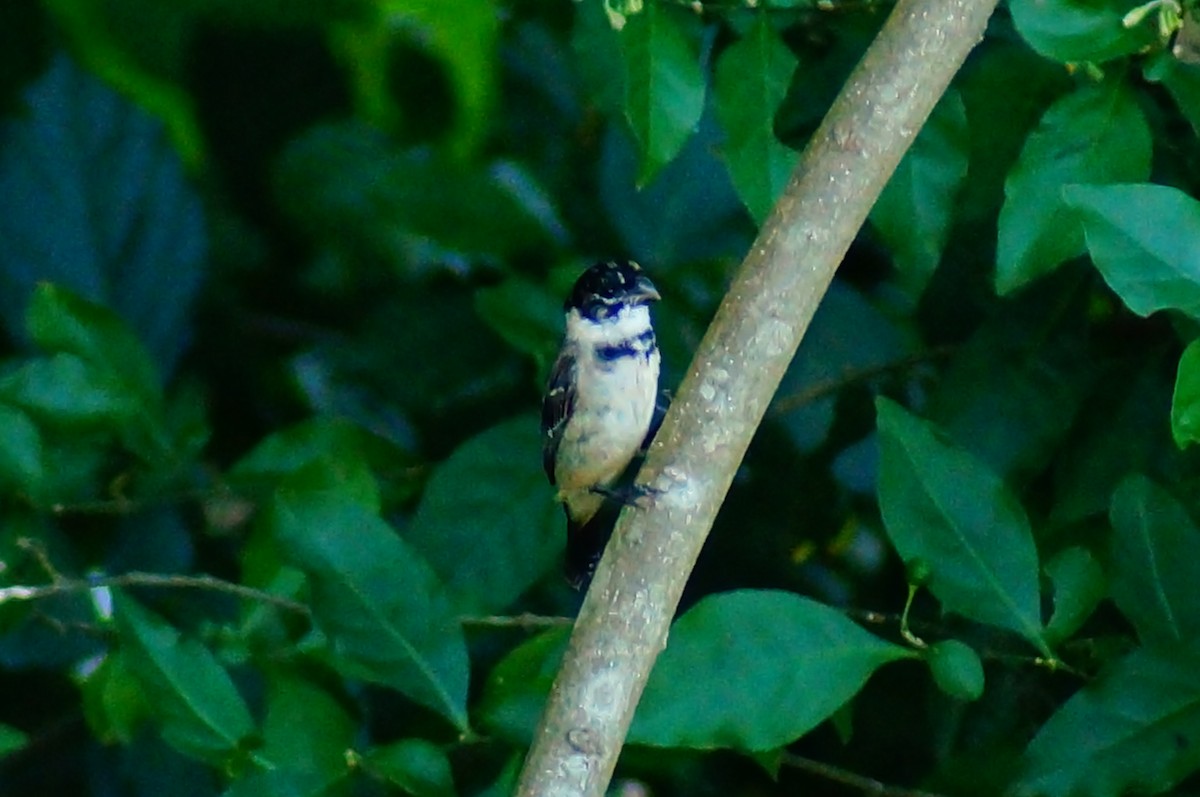 Morelet's Seedeater - ML637751277