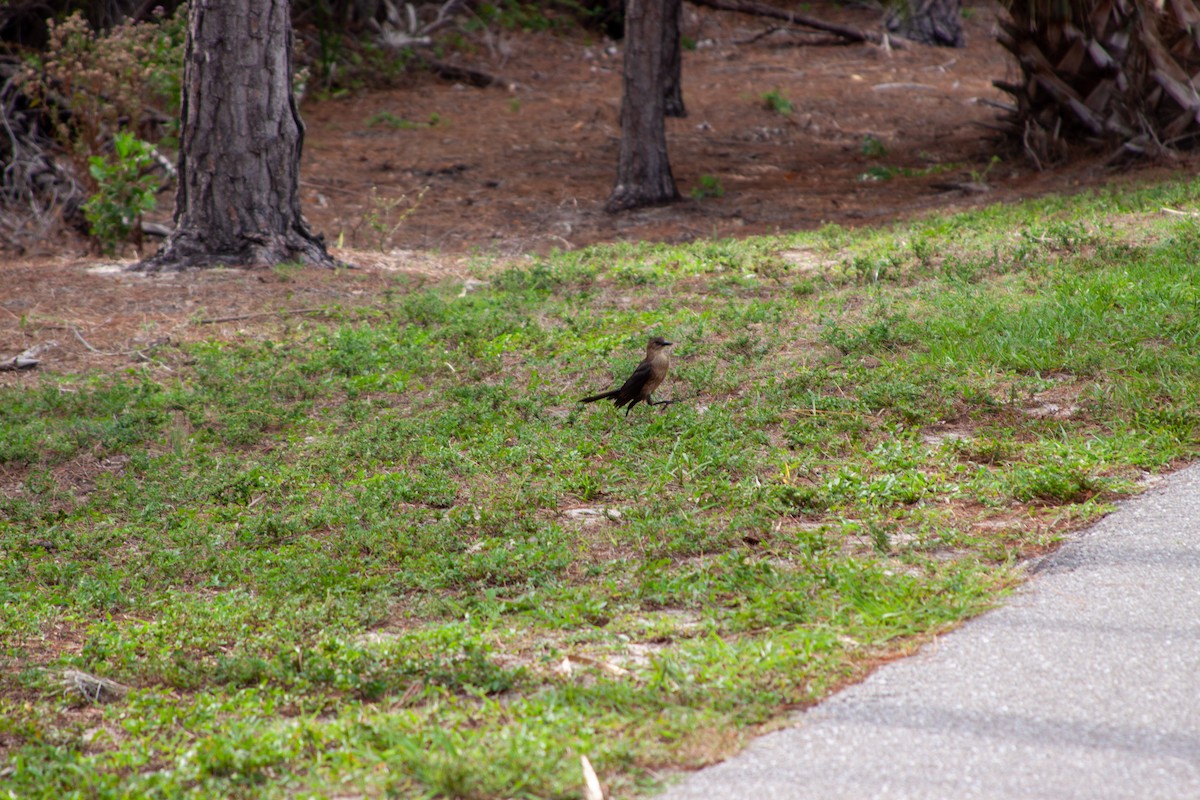 Boat-tailed Grackle - ML637751278