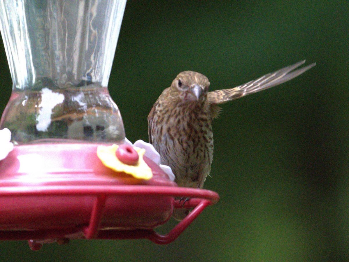 House Finch - ML637751288