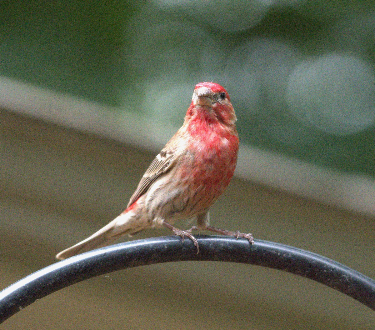 House Finch - ML637751289