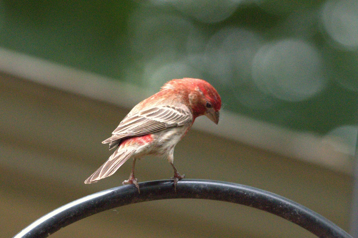 House Finch - ML637751290