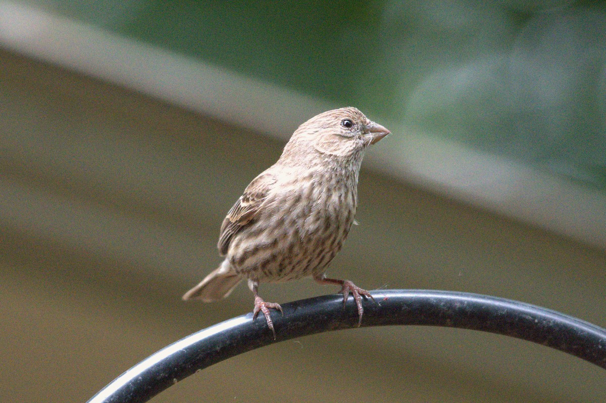 House Finch - ML637751291