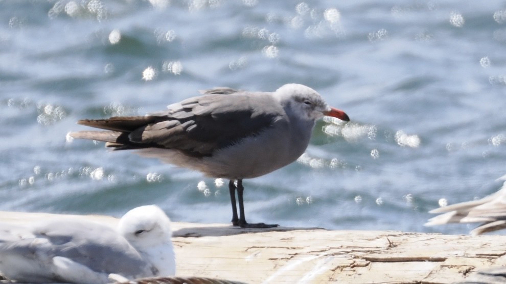 Heermann's Gull - ML637751299