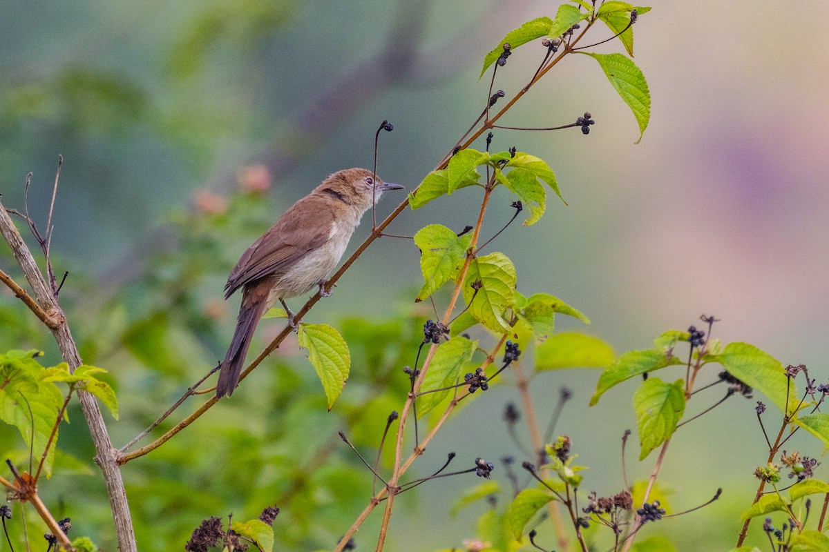 Northern Brownbul - ML637751336