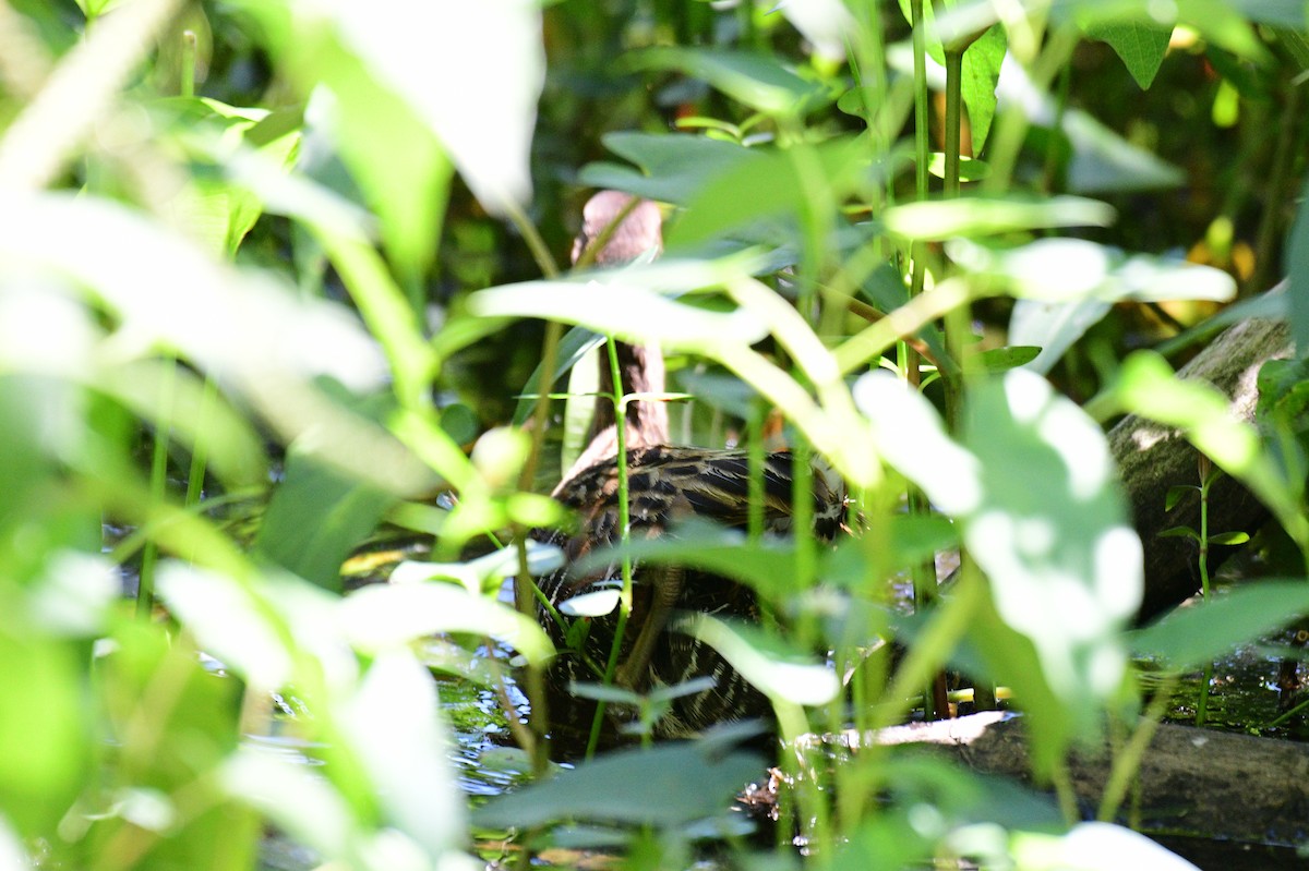 King Rail - ML637751337