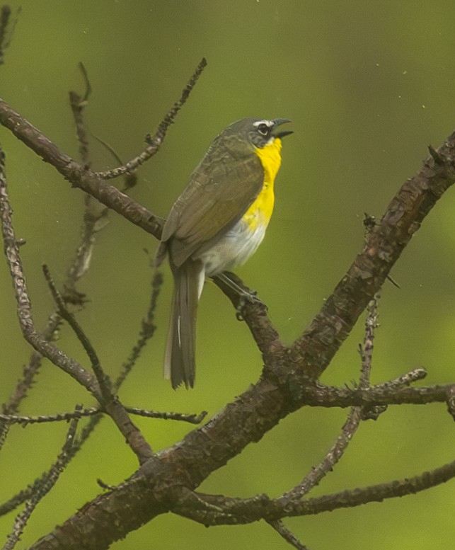 Yellow-breasted Chat - ML637751342