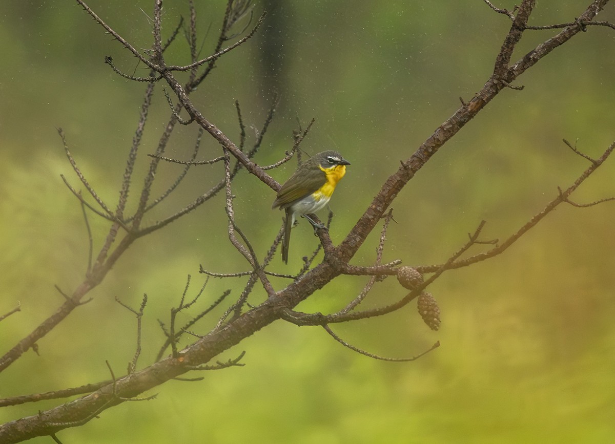 Yellow-breasted Chat - ML637751344