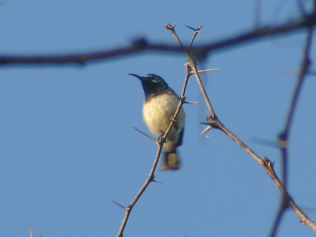 White-bellied Sunbird - ML637751351