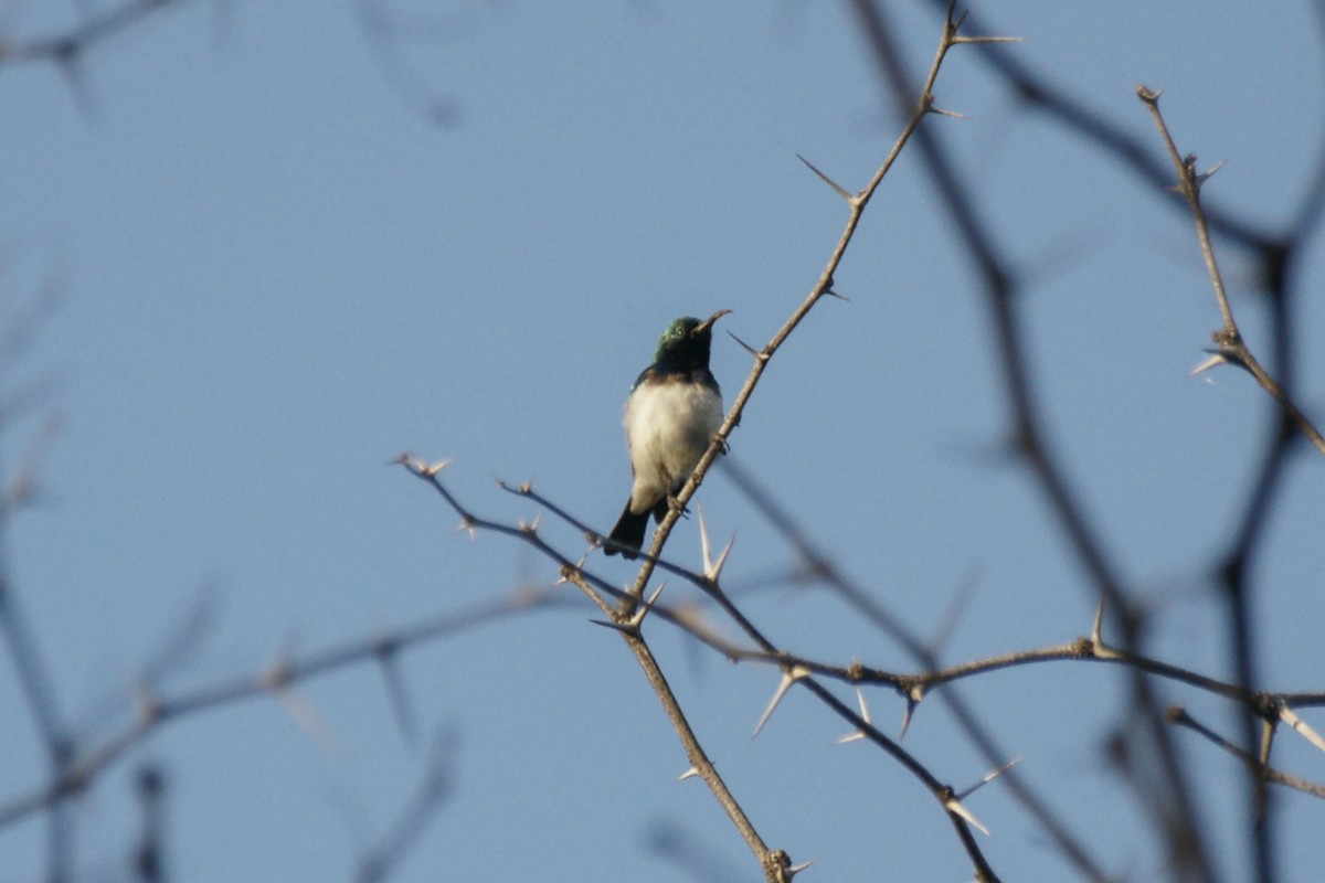 White-bellied Sunbird - ML637751354