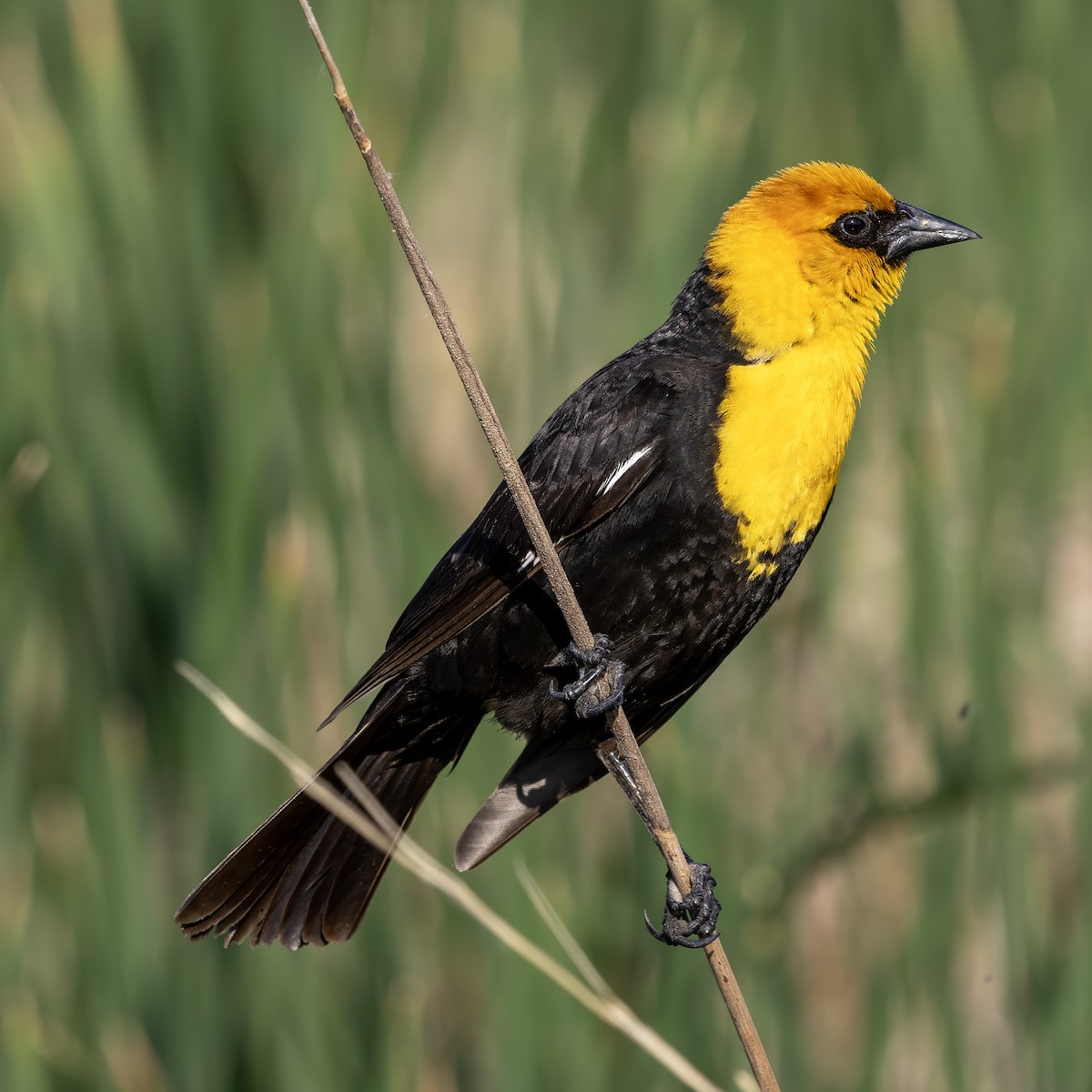 Yellow-headed Blackbird - ML637751366